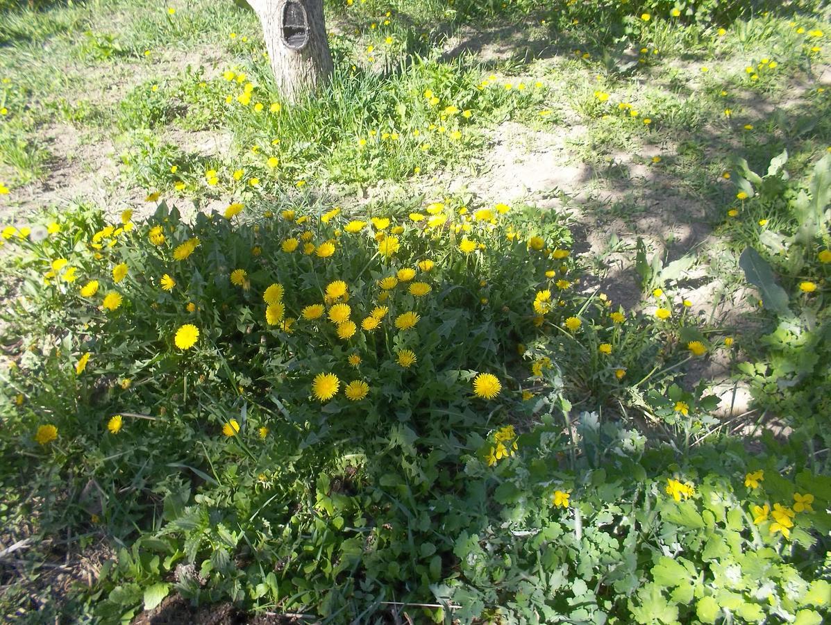 Issyk-Kul - Camping Grigoryevka Grigor'yevka Exteriér fotografie